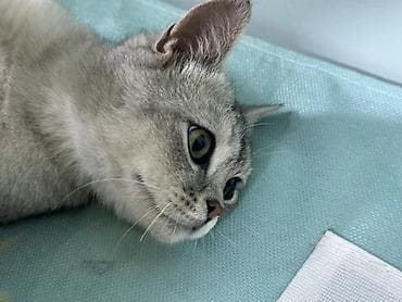британская вислоухая кошка: Шиншила и шотландский повесь кошка, окрас серебристый табби (серый с — 5