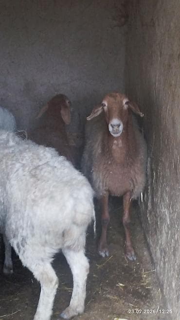 животные крс: Продаю | Овца (самка) | Для разведения — 9