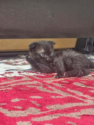 маленькие собачки: Котята, помет из трех малышей: - Черно-белый котёнок с белой грудкой и — 5