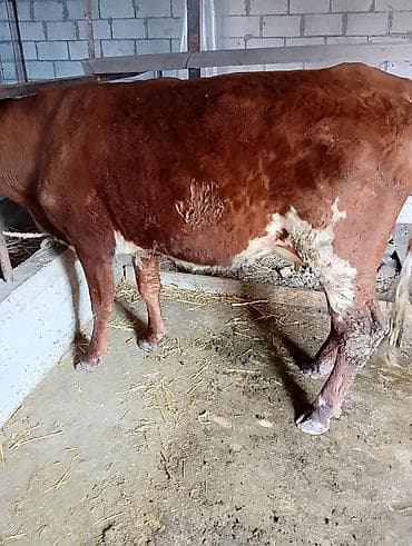 барда для коров: Продаю | Корова (самка) | Полукровка | Для молока — 1