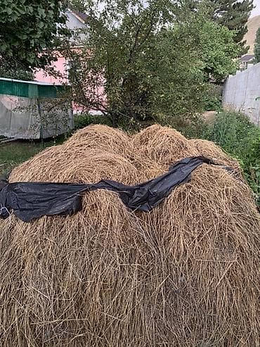 БЕСПЛАТНО!!! Чопту чаап берсениздер бесплатно берем чопту Сено из
