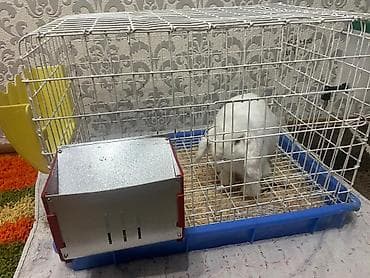 Хомяки: Клетка для кролика +Продается декоративный кролик минилоп.2 — 1