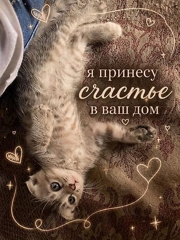 Үй жаныбарлары: Мышык бекер берилет: Породасыз, 2 айлык, Ургаачы, Лотокко барууга үйрөтүлгөн — 2