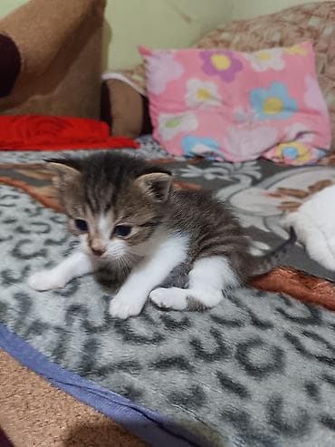 животные кошка: Котята вместе с мамами, 2 кошки молодые и 8 котят. - Помёт — 5