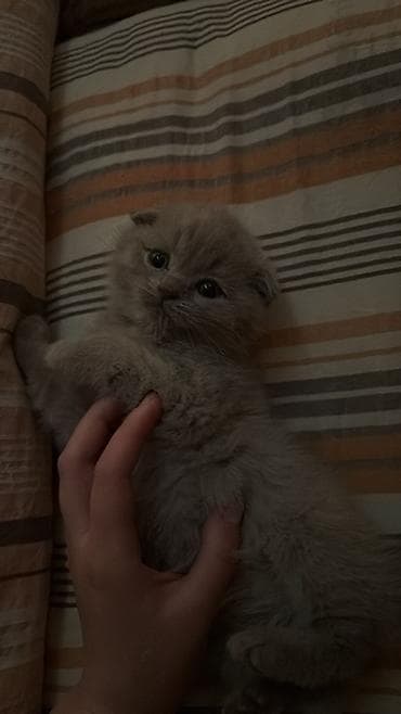 Мышыктар: Шотландский вислоухий котёнок (Scottish Fold), окрас голубой. Вотс + — 1