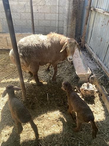 куры живые: Продаю | Овца (самка) | Для разведения | Матка — 5