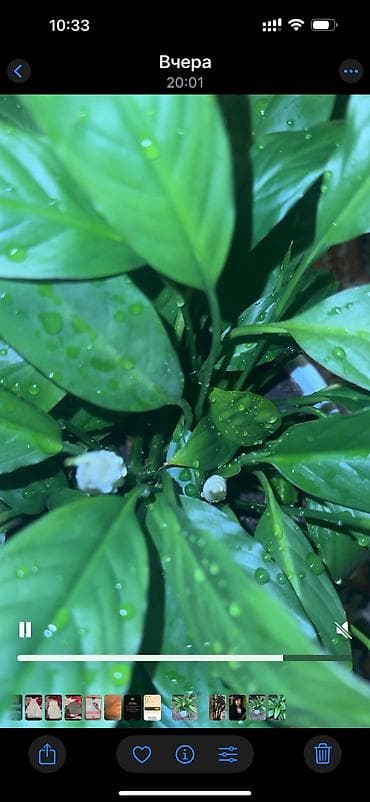 green leaf: Толстянка (денежное дерево) в горшке. - Сорт: Crassula ovata — 3