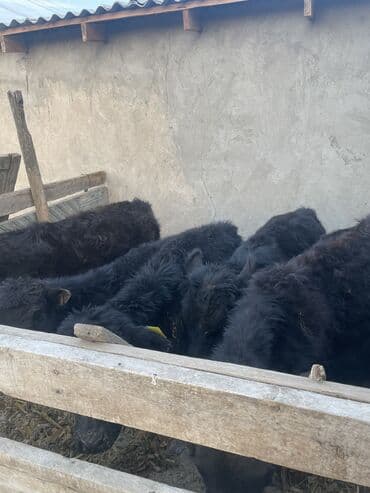 где купить кошку в бишкеке: Продаю | Бык (самец), Музоо, торпок | Ангус | Искусственник — 3