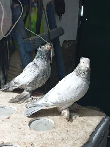 Пара голубь двух-чубый, голубка чубатая 1600 сом. обмен интересует