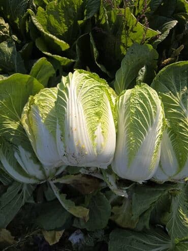 оптом продукт: Капуста Пекин — 1