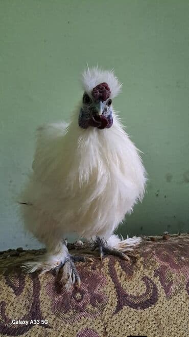 на ферме есть куры козлы и коровы: Продаю | Куры, Петух — 8