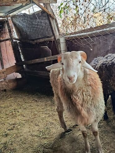 мальтипу собака: Продаю | Баран (самец) — 3