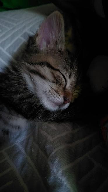 котёнок в добрые руки: Котёнок тигрового окраса - Полосатый короткошёрстный котёнок с белой — 1