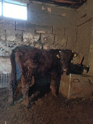 корова кант: Продаю | Музоо, торпок | На откорм | Привязанные — 1