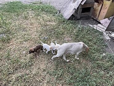животные купить: Собака даром: Спаниель, 1 год, Самка — 4