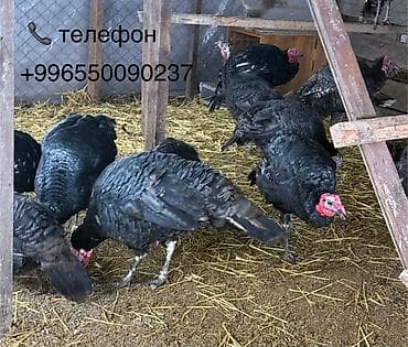 черные куры: Продаю | Куры, Петух — 3