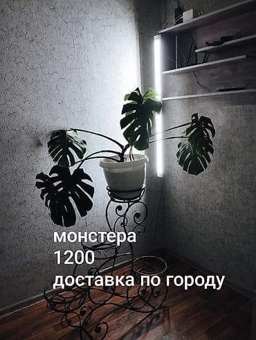 Монстера. Возможна доставка по городу. Небольшой торг