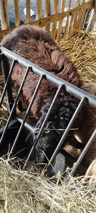 дорпер баран купить: Продаю | Овца (самка) | Для разведения — 4