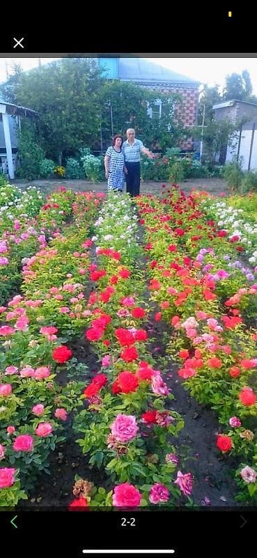 double a: Продаю двухлетних саженцы роз 1000 корней 
40 сортов оптом и врозницу — 5