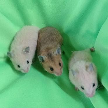 Декоративные кролики: Продаются хомячки джунгарские, сирийские, ангорские пушистые хомячки — 7