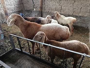 рыбки аквариумные бишкек: Продаю | Баран (самец) | Полукровка | Для разведения | Племенные — 2