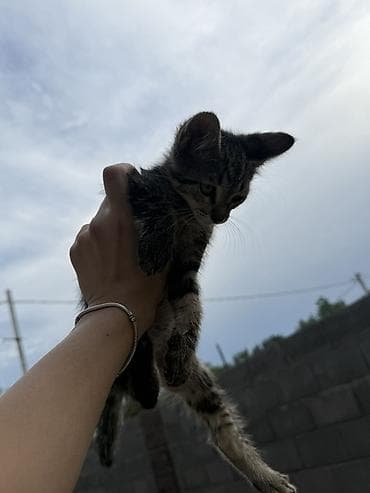 кошка каракол: Котята, короткошёрстные, домашние. - Окрас: один тигровый табби — 1
