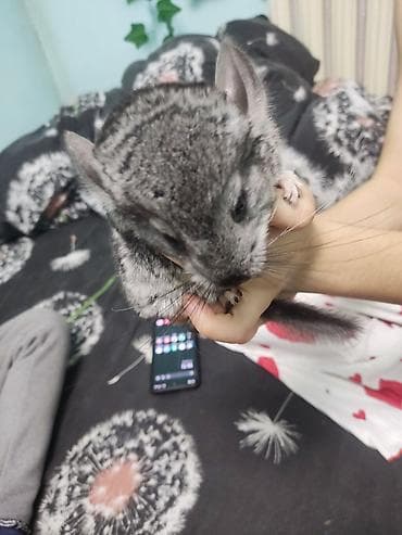 Продаю 3 Шиншиллы, окрас стандарт (серый)и пепельный - Домашние