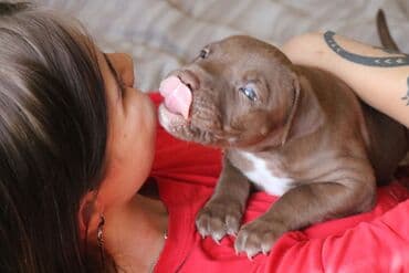 коты в оше: 🐾 КИНОЛОГ / ЗООПСИХОЛОГ — Бишкек - Санкт-Петербург Профессиональная — 1