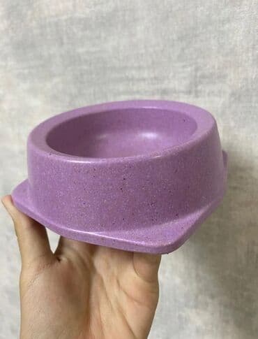 купить вислоухого котенка в бишкеке: Скотиш Фолд (Шотландская вислоухая), 7 месяцев, Мальчик, Биколор — 10