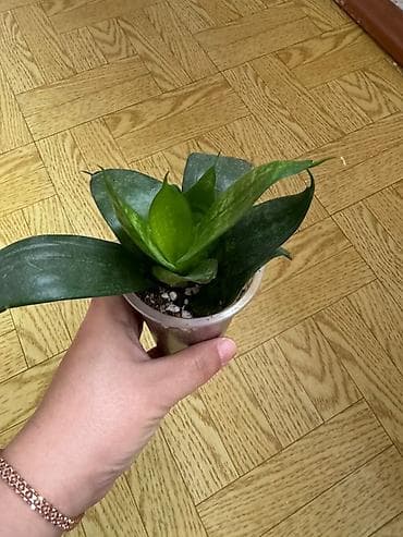 суккулент: Возможен обмен Домашние цветы — комнатные суккуленты (рассадные — 2