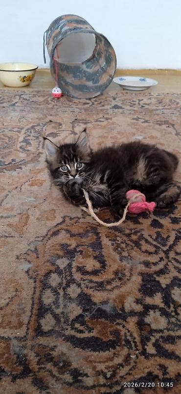 Башка жаныбарлар: Мейн-Кун!!! Тигрёнок 🥰. Продается Шикарный, чистокровный котик от — 1