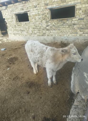 француский бульдог: Продаю | Музоо, торпок | Полукровка | На откорм | Искусственник — 2