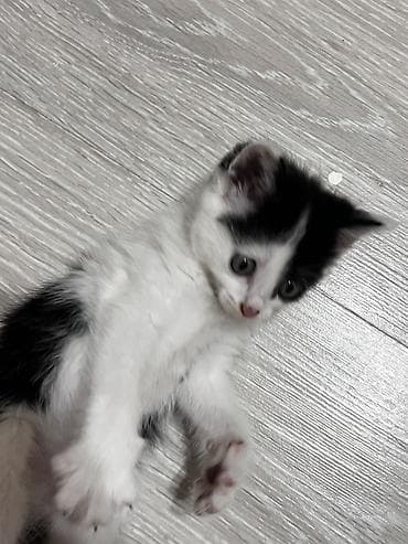 девон рекс котята: Котята, помёт домашней кошки, разные окрасы: - Белый с серым хвостиком — 4