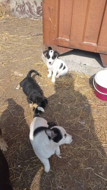 куплю вольер для собаки: Собака даром: Дворняжка, 3 месяца, Самка — 3