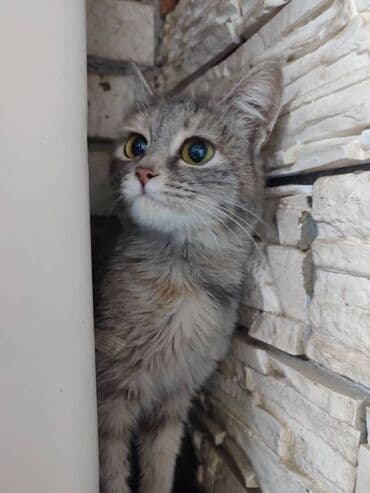 Ищем дом котёнку. Мальчик. Привезём сами at lalafo.kg Ищем дом котёнку. Мальчик. Привезём сами