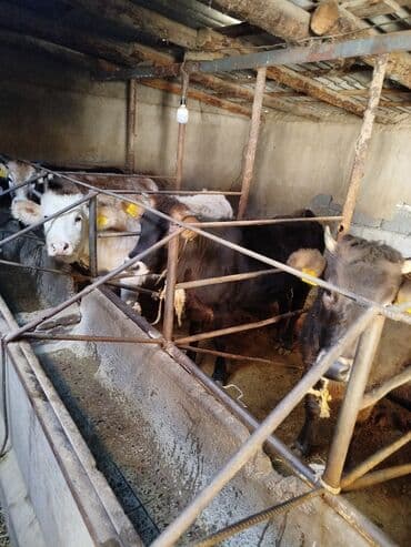 продаю клетки: Продаю | Корова (самка) | На забой | Привязанные — 7
