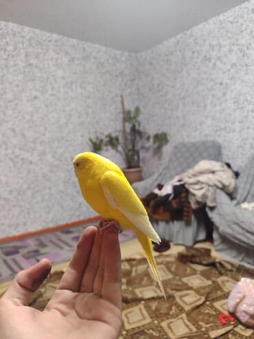попугай неразлучник цена: --- Продаю пару волнистых попугаев. Самец и самка, возраст около 9 — 22