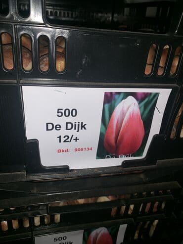 тюльпан оптом бишкек: Принимаем заказы на луковицу тюльпана, гиацинта, крокуса — 18