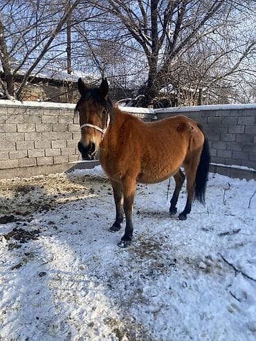 Proton: Сатам | Бээ (ургаачы) | Көбөйтүү үчүн, Сүт алуу үчүн | Жасалма жол менен боозутуу — 2