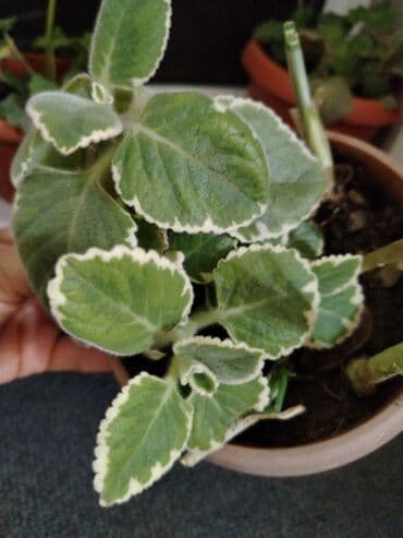 памперсы бишкек: Обмен на 1 л растительного масла. Лимоник раскидестый. Район — 3