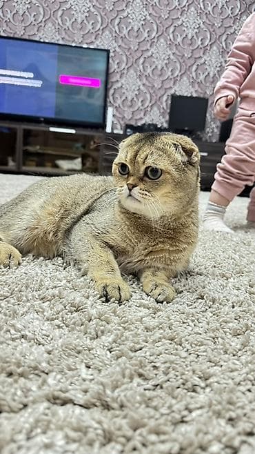 Кошки: Вязка: Скотиш Фолд (Шотландская вислоухая), Мальчик, 1 год, С документами, Золотая шиншилла — 3