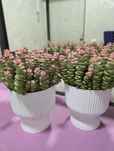 кактусы: Мини-композиции из кактусов в декоративных керамических кашпо - — 1