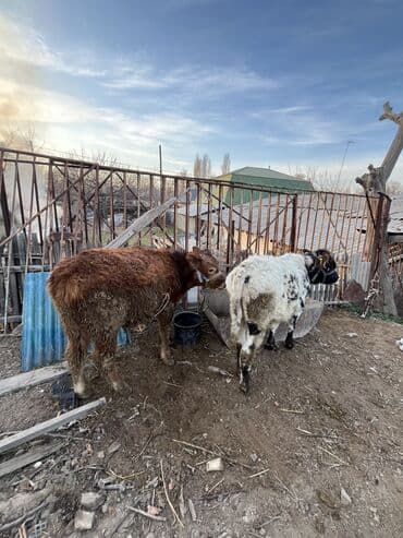 Продаю | Бык (самец) | Для разведения, На откорм