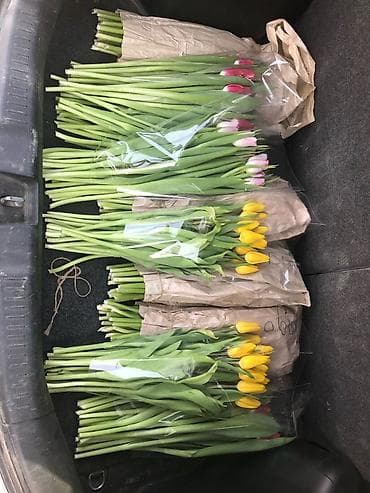 Оптом продаем тюльпаны в любом количестве!!!!