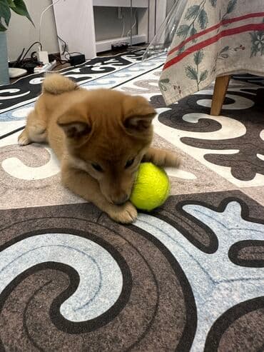 купить собаку вельш корги пемброк: Продаю собаку Шиба-ину рыже-белый окрас. Особенности: - Компактный — 4