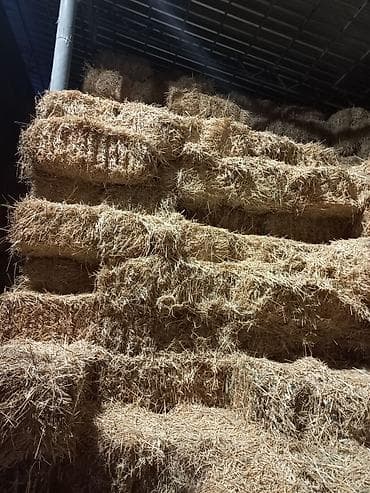тайган собака цена бишкек: Продаю тюки люцерны и соломы тюки метровые, минимум 25 кг люцерна — 4