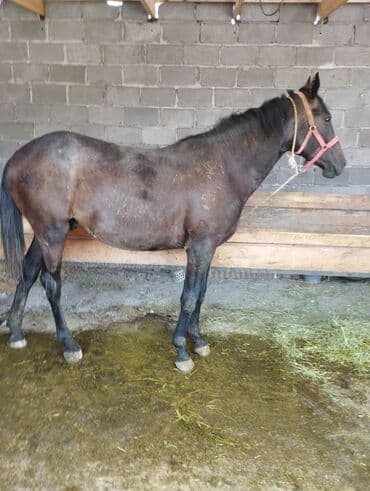 домик для кроликов: Продаю лошадей — 5