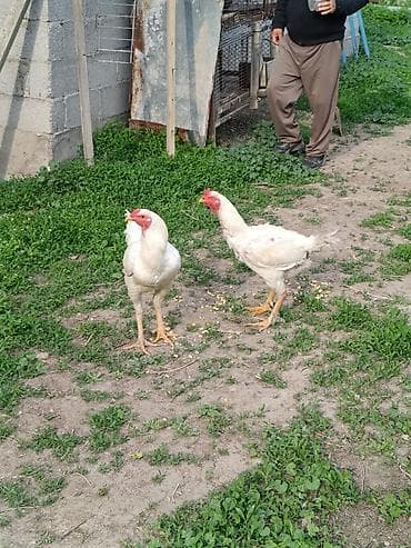шамо: Продаю | Куры | Бойцовая, Дакан | Для разведения, Для боев — 2