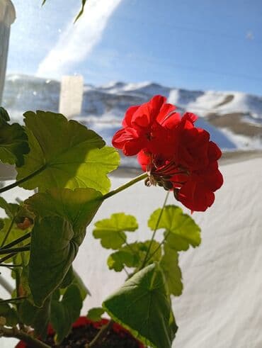 2 ярусная кровать с диваном: Комнатные растения в горшках. 1) Барвинок (Catharanthus roseus) — — 9