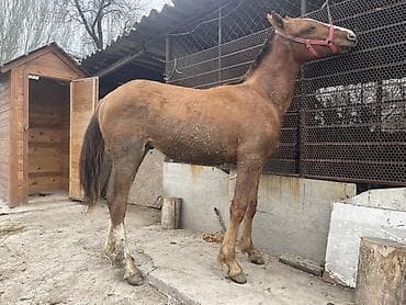 белый лошадь: Продаю | Жеребенок — 1